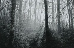 ecotrees